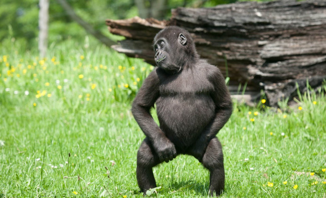 Обои картинки фото животные, обезьяны