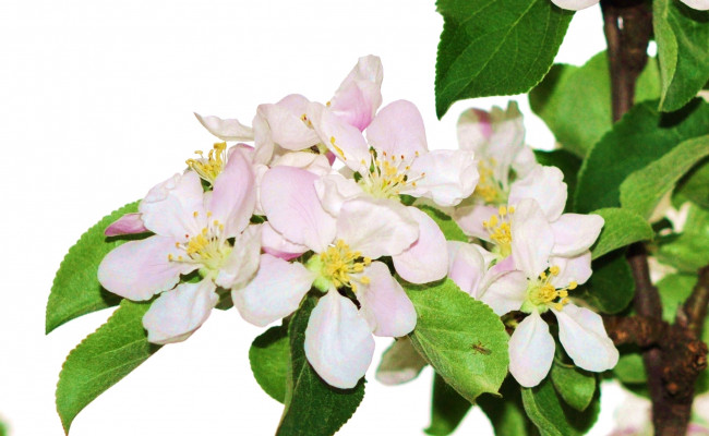 Обои картинки фото цветы, цветущие деревья ,  кустарники, яблоня