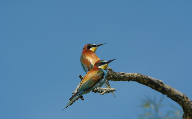 Обои картинки фото животные, щурки , пчелоеды, яркие