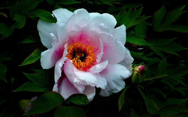 Обои картинки фото цветы, пионы, макро