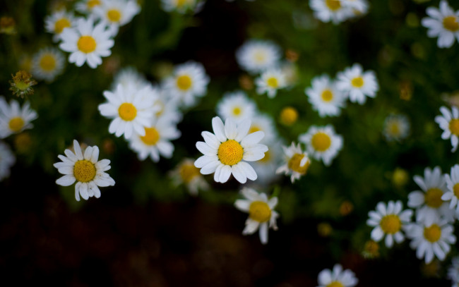 Обои картинки фото цветы, ромашки, белый, желтый, цветочки