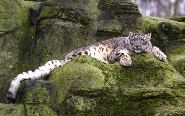 Обои картинки фото животные, снежный барс , ирбис, барс, отдых