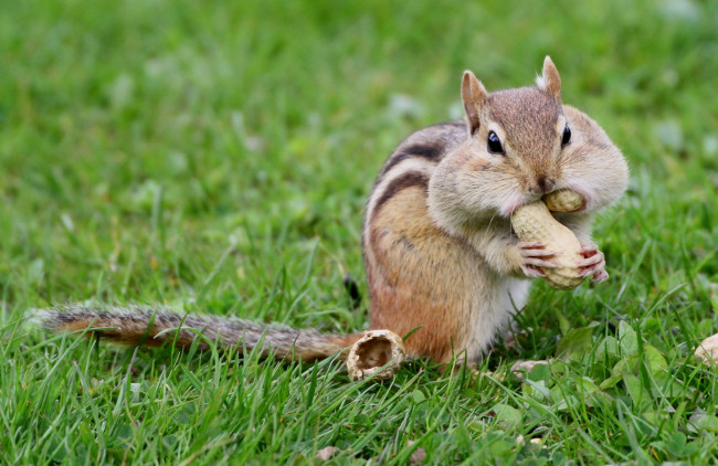 Обои картинки фото животные, бурундуки, щеки