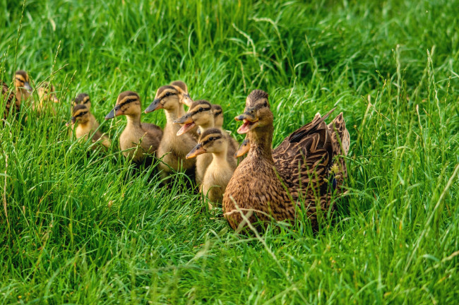 Обои картинки фото животные, утки, семья