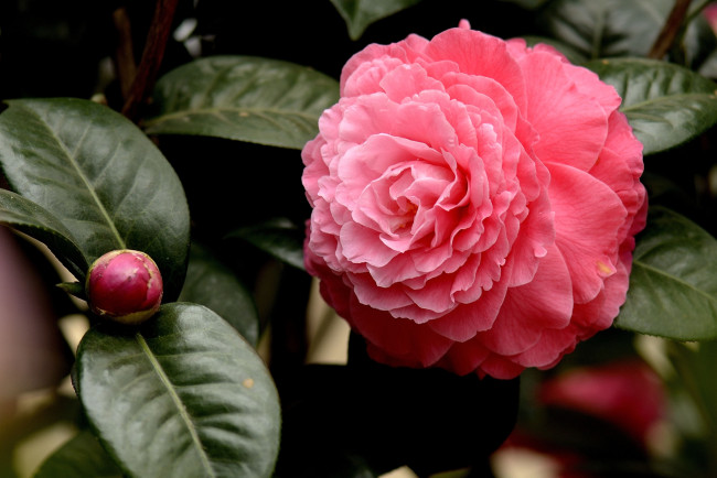 Обои картинки фото цветы, камелии, макро