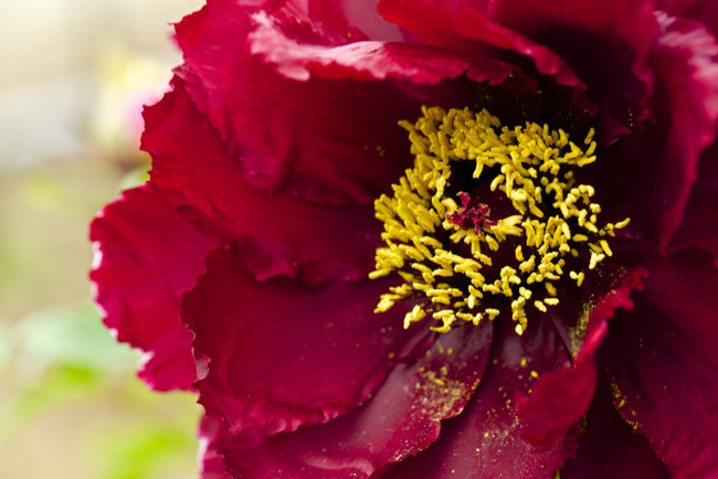 Обои картинки фото цветы, пионы, макро