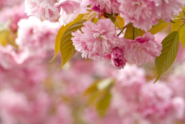 Обои картинки фото цветы, сакура,  вишня, розовый