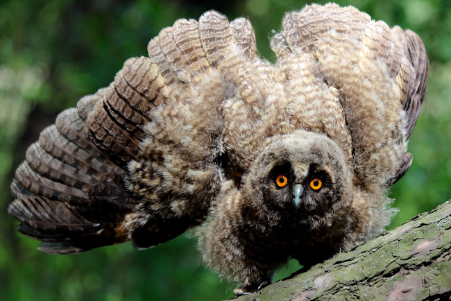 Обои картинки фото животные, совы, грозный