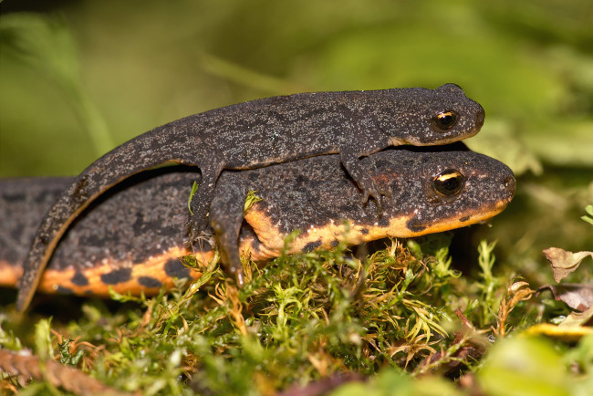 Обои картинки фото животные, Ящерицы,  игуаны,  вараны, тритон