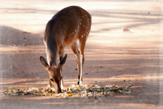 Обои картинки фото животные, олени, олень