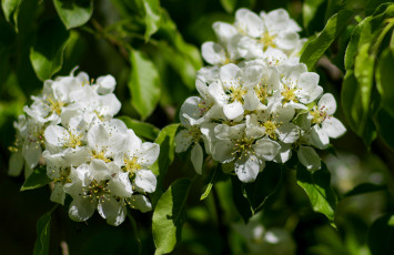 Картинка цветы цветущие+деревья+ +кустарники весна ветка дерево груша цветение