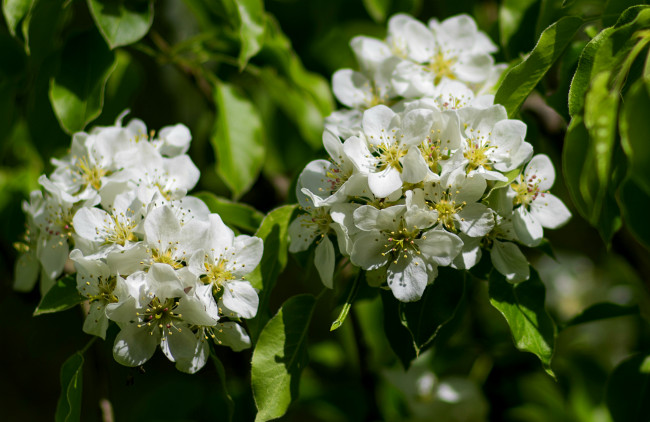 Обои картинки фото цветы, цветущие деревья ,  кустарники, весна, ветка, дерево, груша, цветение