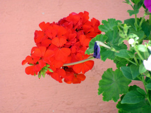 Картинка цветы герань алый