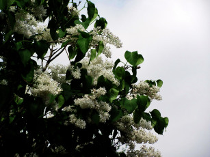 Картинка цветы сирень куст белая