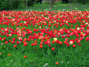 Картинка цветы тюльпаны много