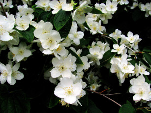 Картинка цветы жасмин белый