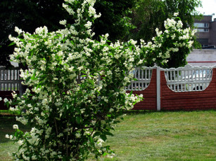 Картинка цветы жасмин куст