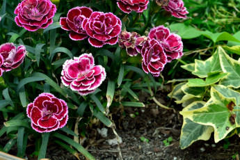 Картинка цветы гвоздики шабо