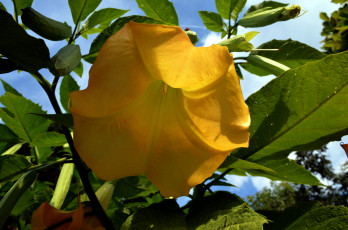 Картинка цветы бругмансия+ дурман +трубы+ангела макро