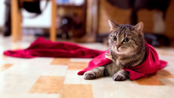 Картинка животные коты булавка