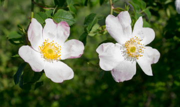 Картинка цветы шиповник цветок