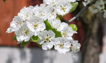 Картинка цветы цветущие+деревья+ +кустарники