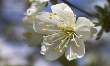 Картинка цветы цветущие+деревья+ +кустарники цветок