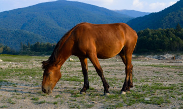 Картинка животные лошади лошадь