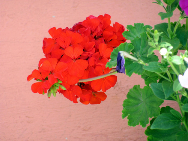 Обои картинки фото цветы, герань, алый