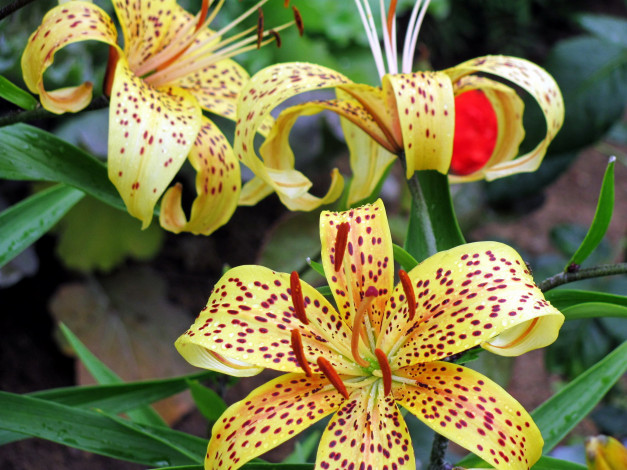 Обои картинки фото цветы, лилии,  лилейники, крапинки