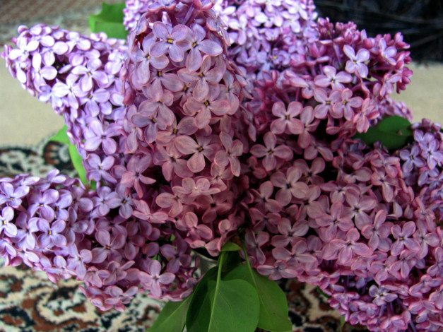 Обои картинки фото цветы, сирень, лепестки