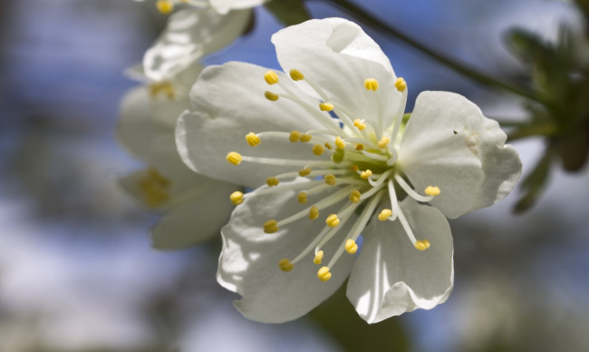 Обои картинки фото цветы, цветущие деревья ,  кустарники, цветок