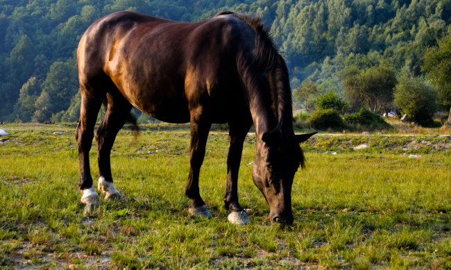 Обои картинки фото животные, лошади, лошадь