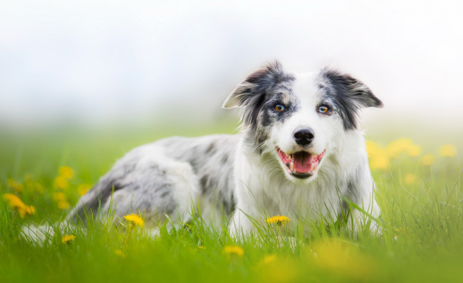 Обои картинки фото животные, собаки, взгляд, собака