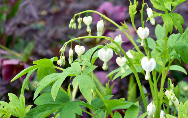 Обои картинки фото цветы, дицентра , разбитое сердце, бутоны