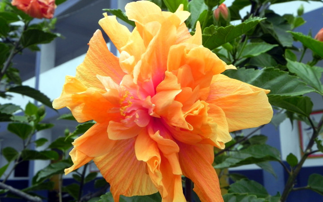 Обои картинки фото цветы, гибискусы, макро