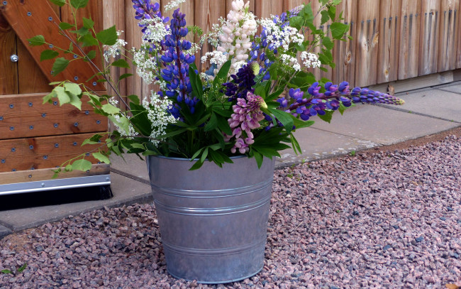 Обои картинки фото цветы, разные вместе, ведро, люпин