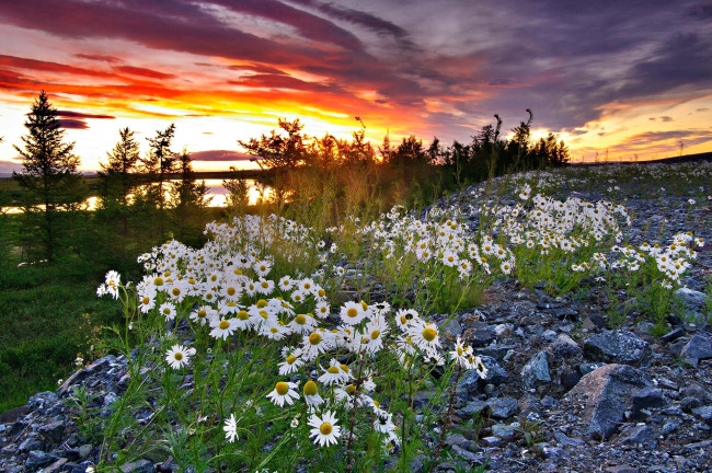 Обои картинки фото ромашки, цветы