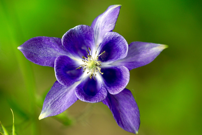 Обои картинки фото цветы, аквилегия , водосбор, макро