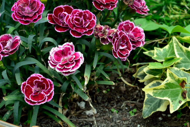 Обои картинки фото цветы, гвоздики, шабо