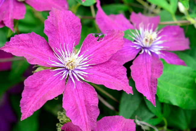 Обои картинки фото цветы, клематис , ломонос, розовый