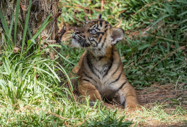 Обои картинки фото животные, тигры, тигренок