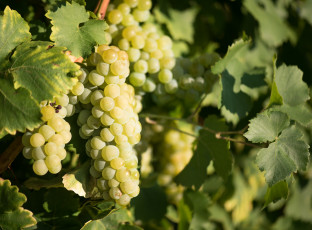 Картинка природа Ягоды +виноград лоза