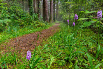 Картинка природа лес тропа