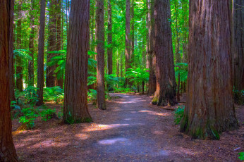 Картинка природа лес стволы мощные