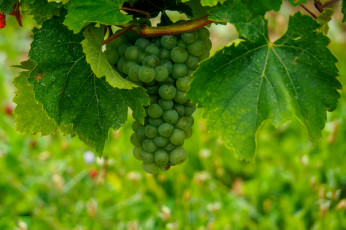 Картинка природа Ягоды +виноград лоза