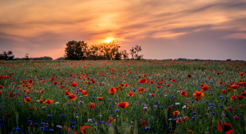 Картинка природа поля простор