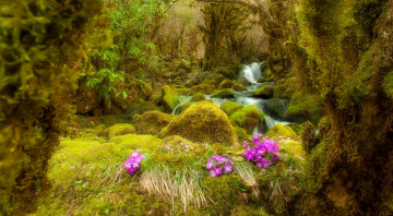 Картинка природа реки озера мох камни лес поток