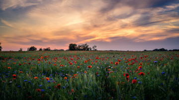 Картинка природа поля простор