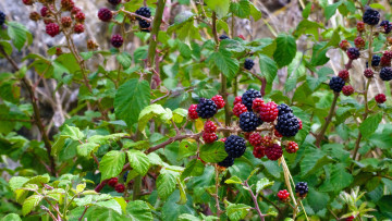 Картинка природа Ягоды ягоды